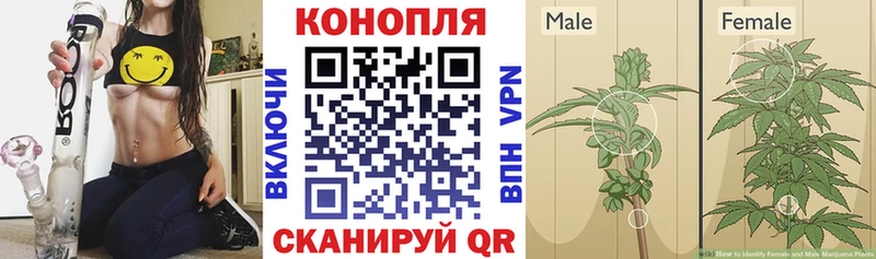 купить наркоту  Малаховка  Бошки Шишки SATIVA & INDICA 